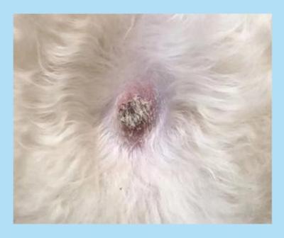 狗狗身上出现带脓点的疙瘩?再不重视起来狗狗可能会烂肉