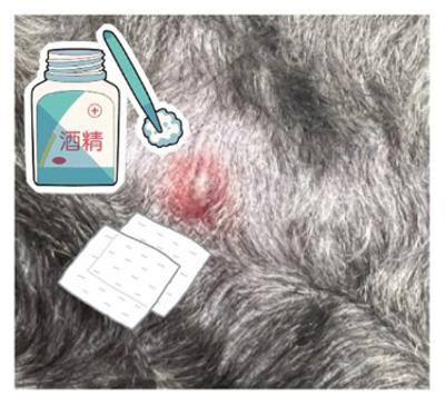 狗狗身上出现带脓点的疙瘩?再不重视起来狗狗可能会烂肉