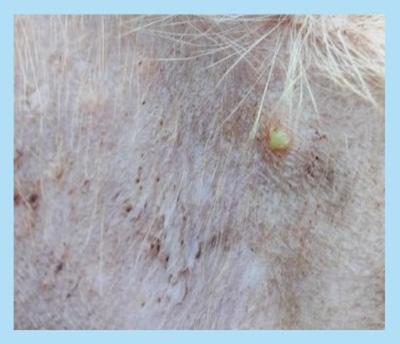 狗狗身上出现带脓点的疙瘩?再不重视起来狗狗可能会烂肉