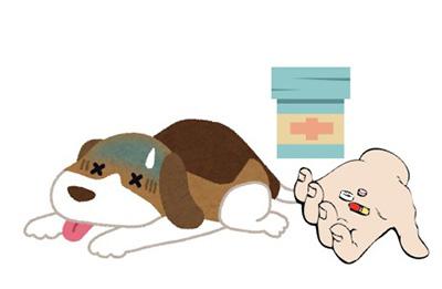 狗狗身上出现带脓点的疙瘩?再不重视起来狗狗可能会烂肉