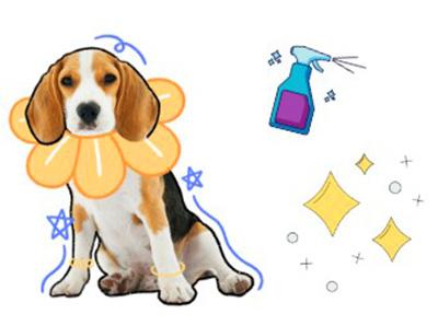 狗狗身上出现带脓点的疙瘩?再不重视起来狗狗可能会烂肉