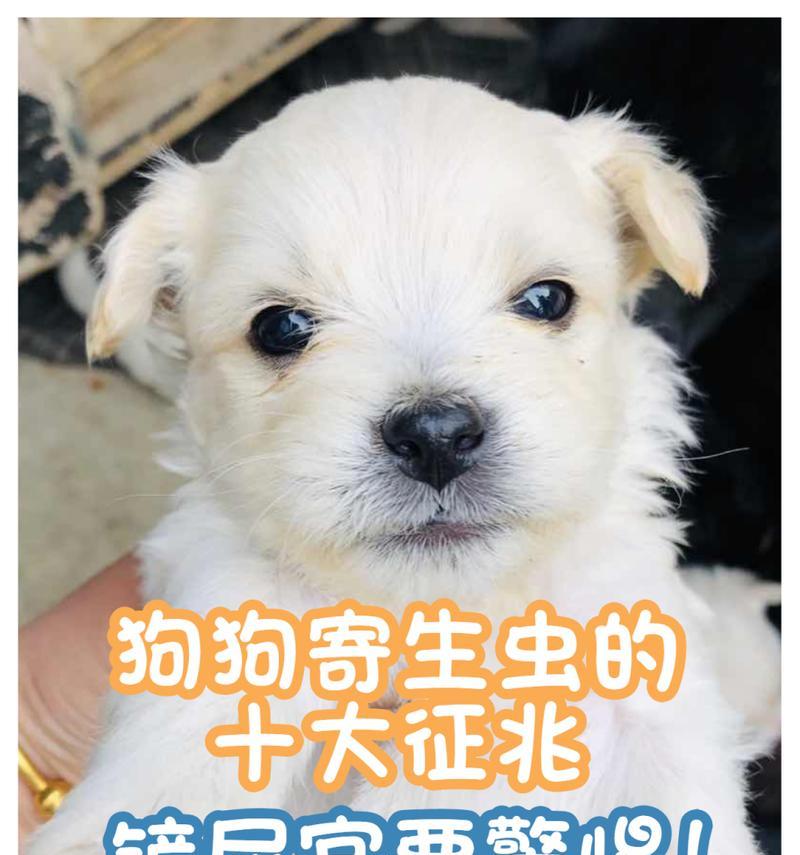 犬蛔虫引发的拉稀问题——从原因到预防（详解犬蛔虫感染对狗狗拉稀的影响与防治方法）