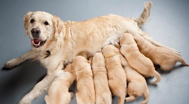 母狗产后恢复时间及注意事项（了解母狗产后恢复时间，保证母狗健康和幼犬成长）