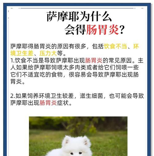 以萨摩耶的健康饮食（为你的萨摩耶提供美味和健康的食物选择）