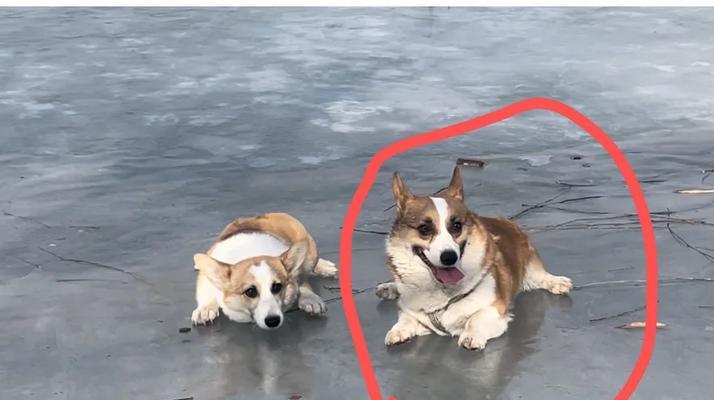 揭秘短毛黄白毛的狗的品种（探寻短毛黄白毛狗独特的外貌特征与性格特点）