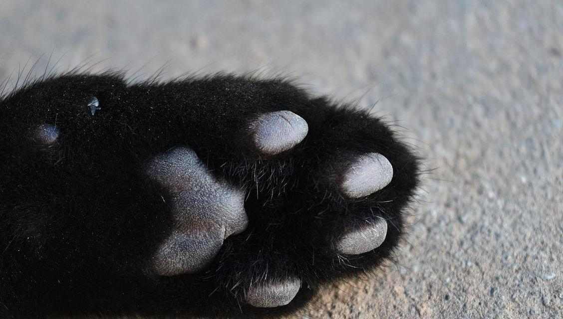 揭秘猫咪爪子为什么黑色（探寻黑色爪子的奥秘与功能）