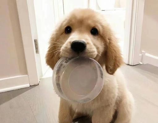 狗狗吃什么容易上火？（预防狗狗上火，从饮食做起！）