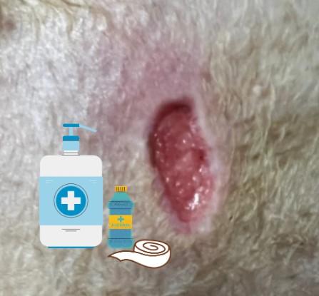 狗狗皮肤病挠破流脓了用什么药?