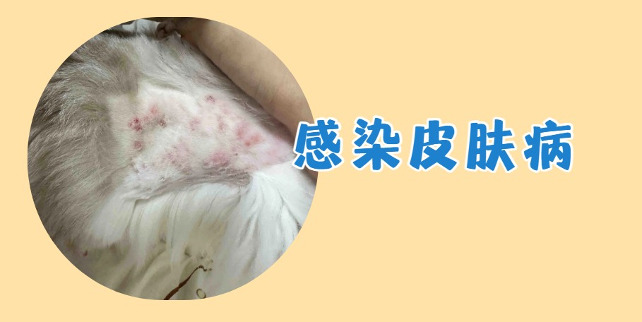 猫咪皮肤病
