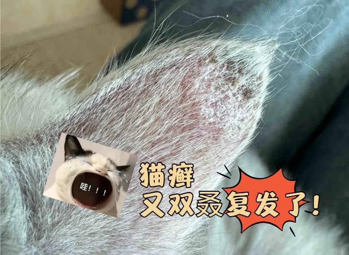 猫咪猫癣总是反复怎么办?