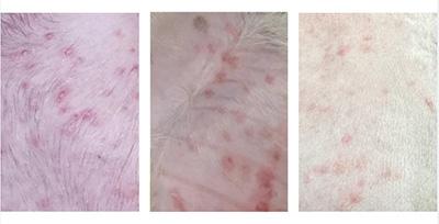 面对狗狗身上的红疙瘩,铲屎官该如何科学应对?