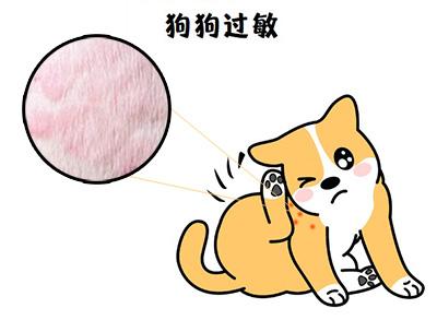 狗狗没有皮肤病为什么频繁挠痒?