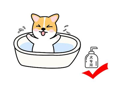 狗狗没有皮肤病为什么频繁挠痒?