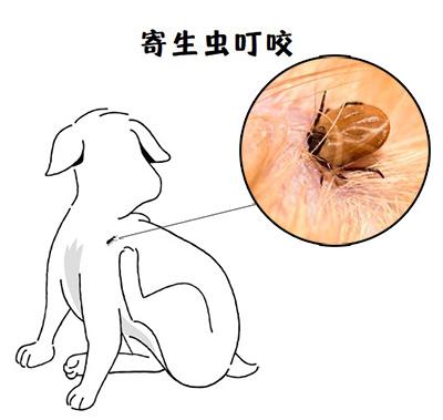 狗狗没有皮肤病为什么频繁挠痒?