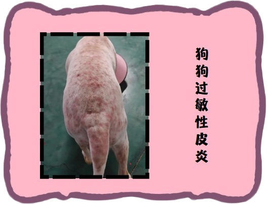 狗狗没有皮肤病为什么频繁挠痒?