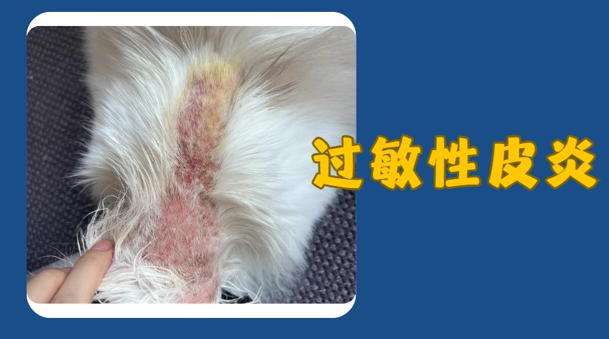 猫的皮肤病图片