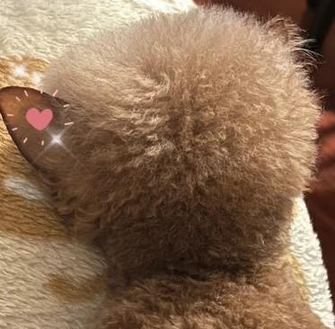 泰迪耳朵掉毛秃了是什么情况?