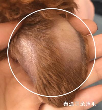 泰迪耳朵掉毛秃了是什么情况?