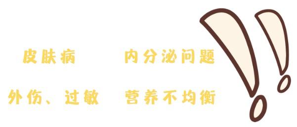 泰迪耳朵掉毛秃了是什么情况?