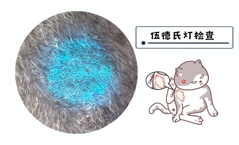 猫癣的诊断方法