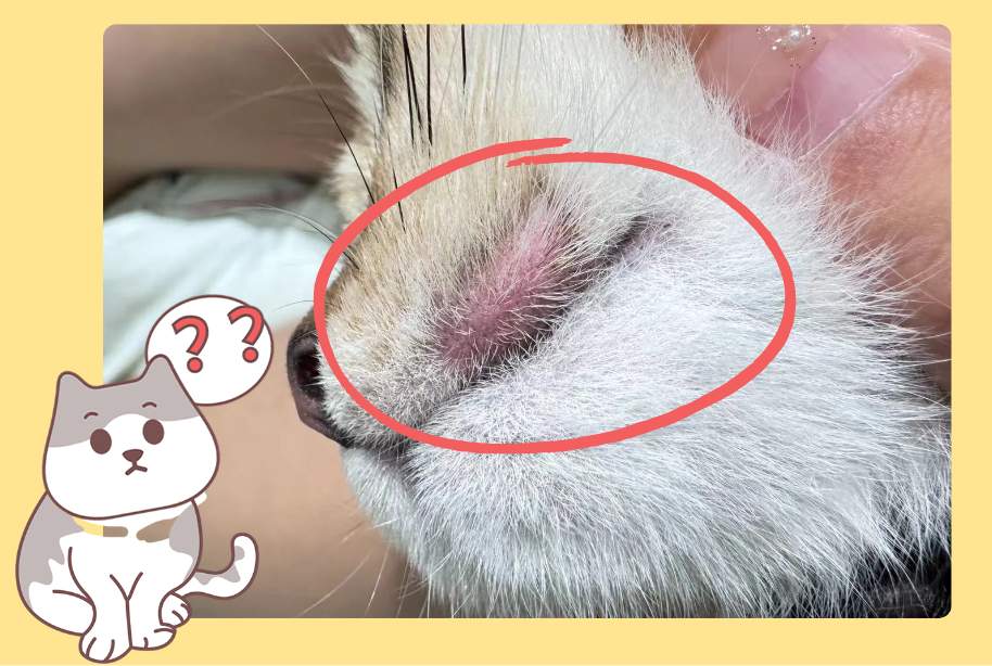 猫咪嘴边掉了一块毛怎么回事?