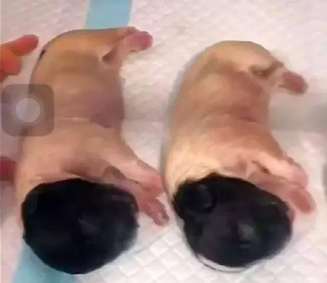 狗狗产仔周期（探究狗狗的生育周期，满足你的好奇心）