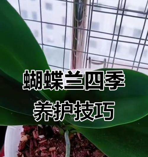 蝴蝶兰的养殖全面解读（从种植到护理，打造美丽花园中的明星植物）