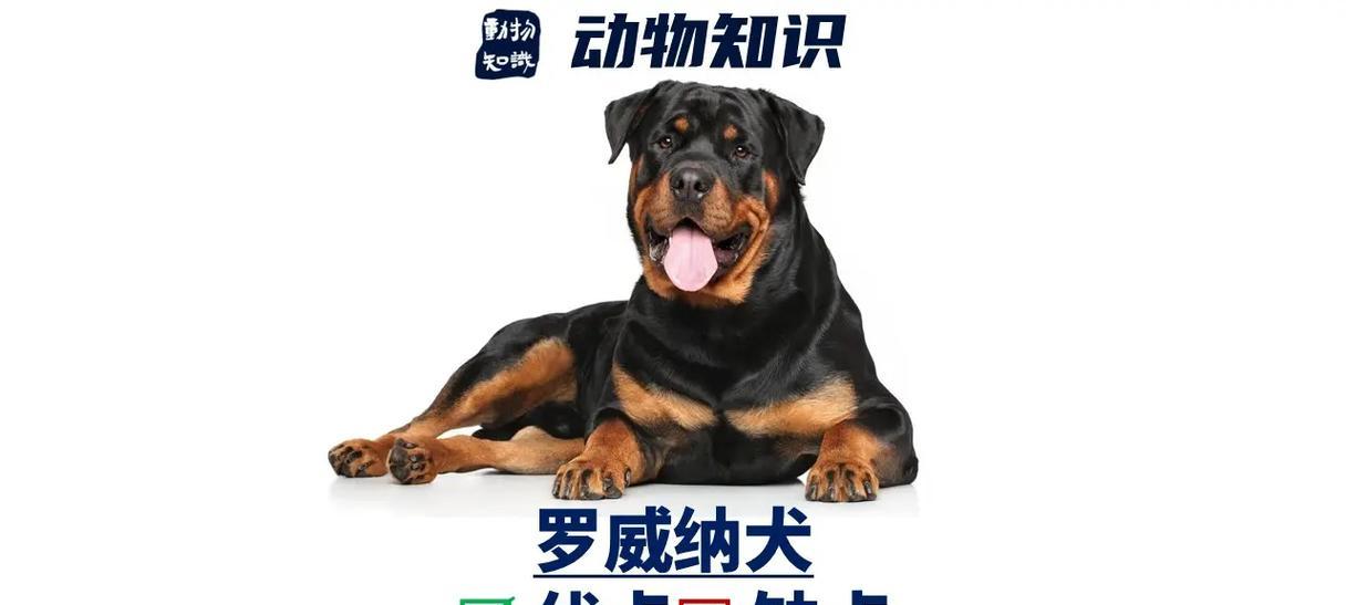 以罗威纳犬怀孕多久临产（详解罗威纳犬妊娠期及分娩过程，科学护理保障宝宝安全）