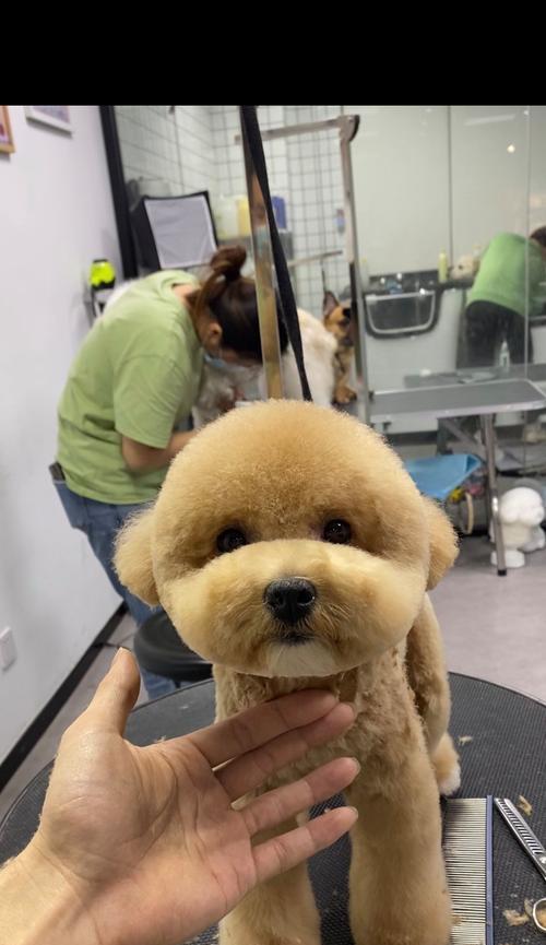 泰迪美容频率（探讨泰迪美容的最佳频率以及关键因素）