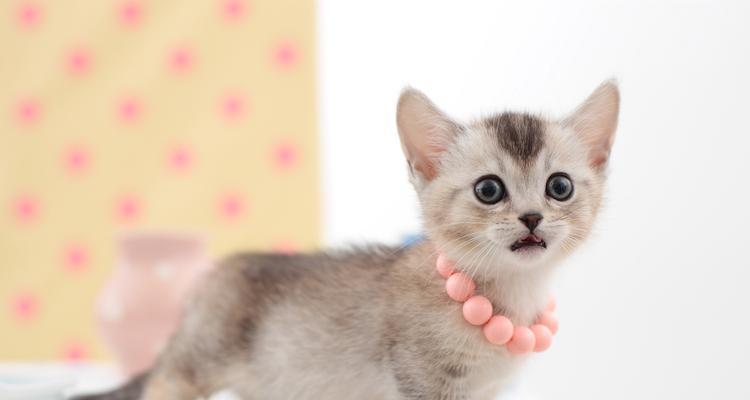 小猫为什么会叫个不停？（探究小猫叫声的原因与解决方法）