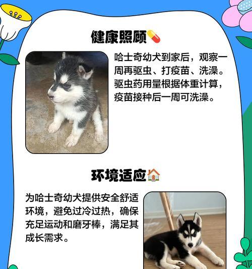 哈士奇夏季脱毛时间及原因解析（探秘哈士奇为何在夏季频繁脱毛）