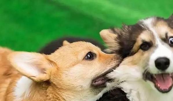 公狗配种的最佳时机及注意事项（了解公狗的配种周期与适宜年龄，提供最佳的繁殖效果）