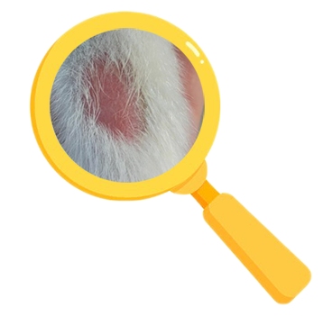 宠物健康警报!狗狗脱毛红肿烂皮护理