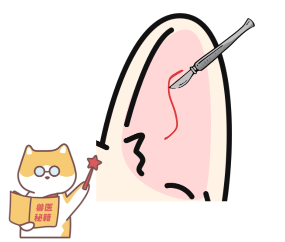 狗狗耳血肿怎么治疗?