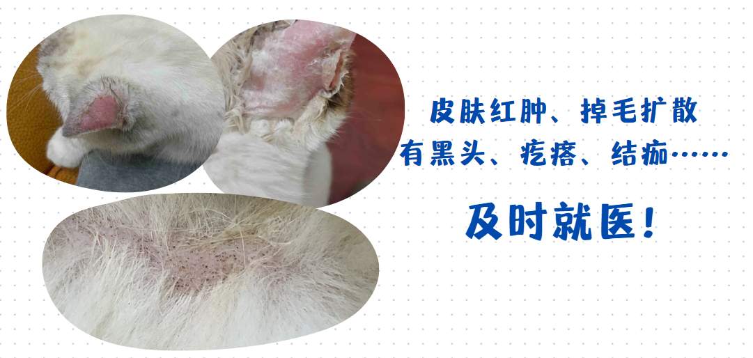 猫身上局部脱毛怎么回事?