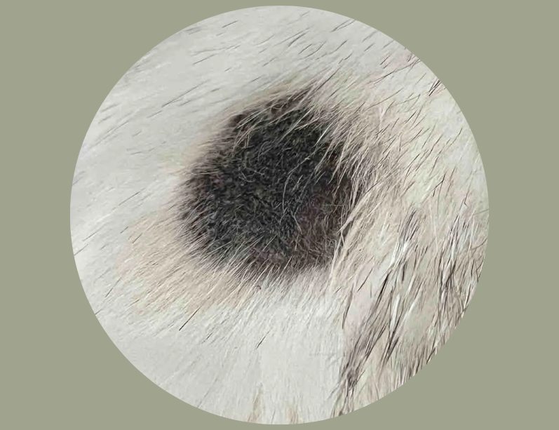 猫咪耳朵表面长黑斑