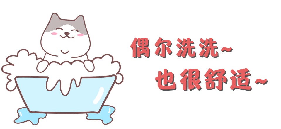 猫咪得猫癣怎么治疗?