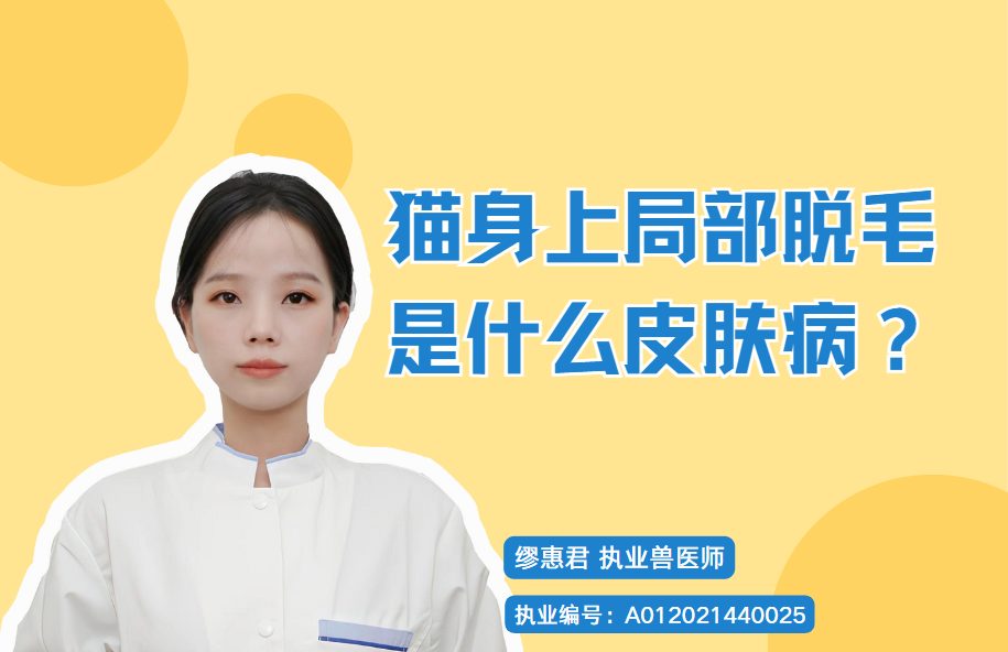 猫咪局部脱毛是什么皮肤病?