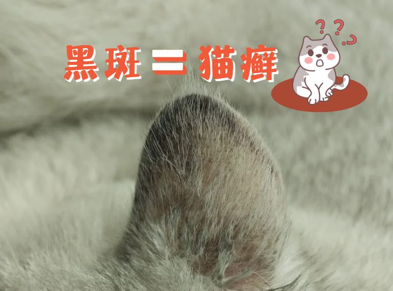 猫咪耳朵表面长黑斑是猫癣吗？