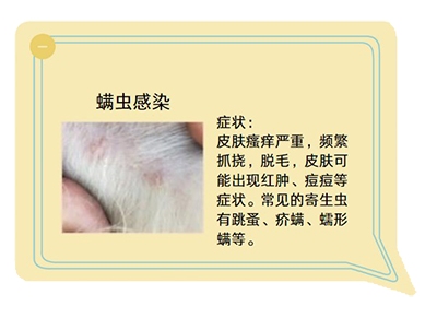 告别爱犬瘙痒与掉毛烦恼：三步解决皮肤病困扰
