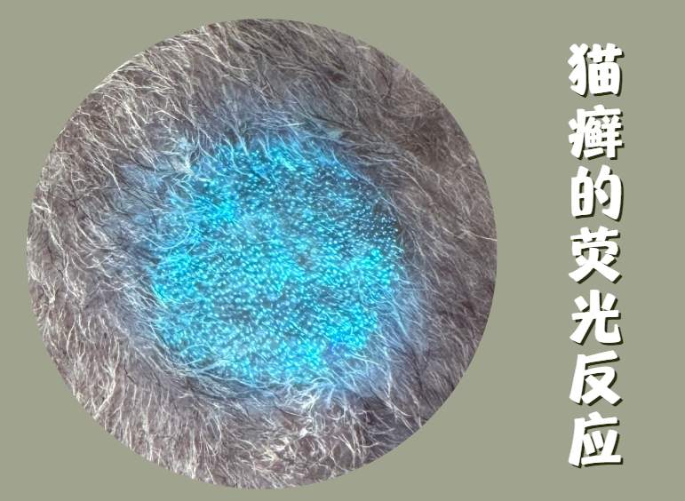 猫癣的诊断方法