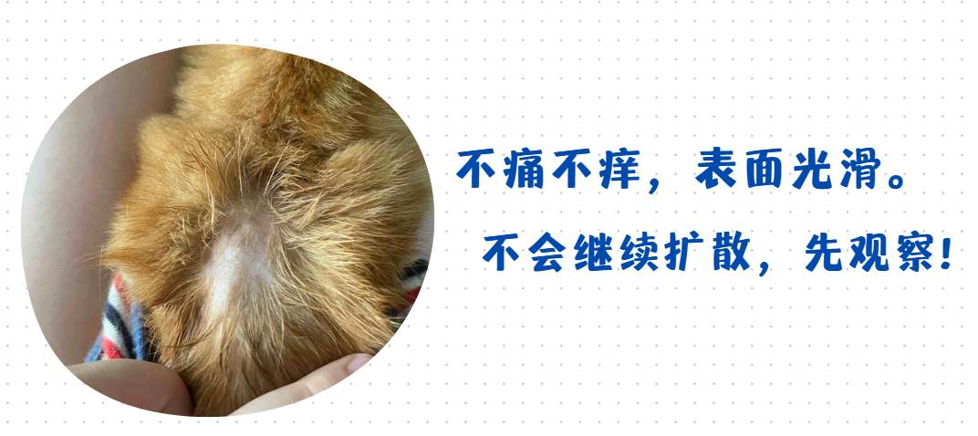 猫身上局部脱毛怎么办?