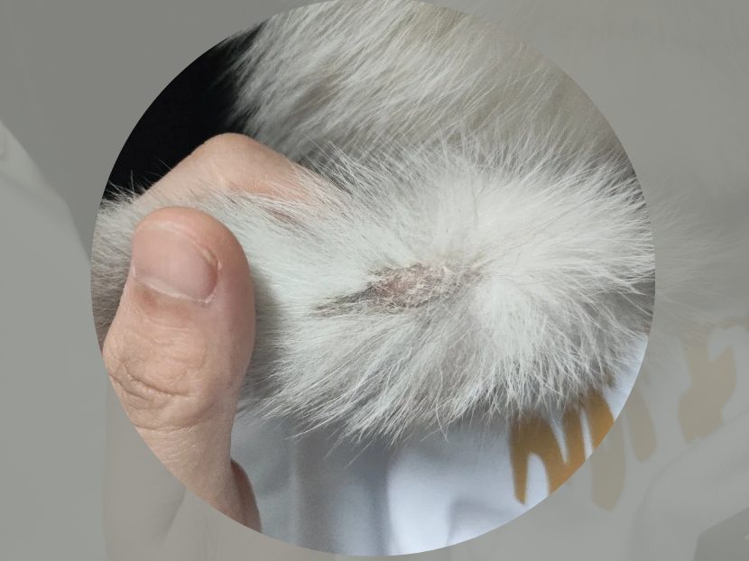 猫尾巴上有猫癣怎么治?