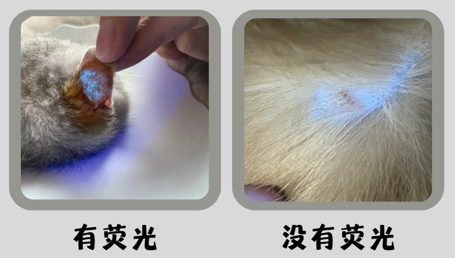 猫尾巴上有猫癣怎么诊断?