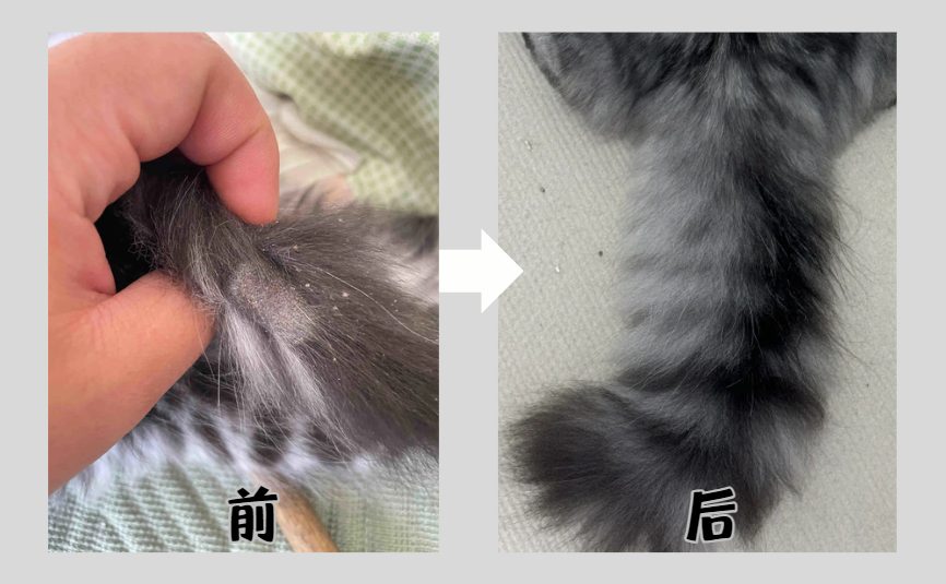 猫癣怎么治?
