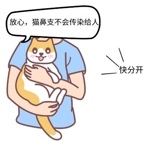 猫鼻支会否传染人类?专家解答来了