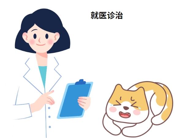 猫鼻支治愈案例大公开:这些方法真的有效!