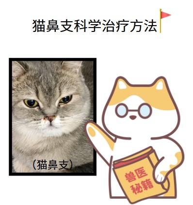 猫鼻支来袭?试试这些科学有效的治疗方法