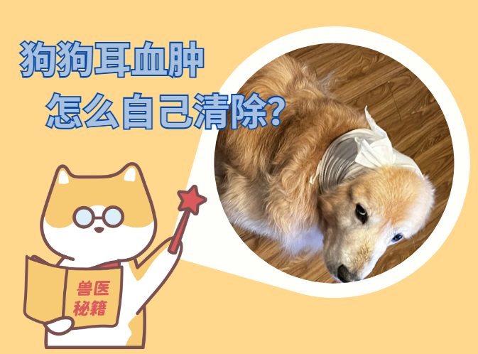 狗狗耳血肿自己清除