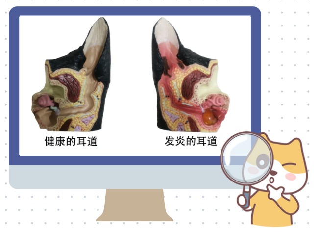 狗狗中耳炎